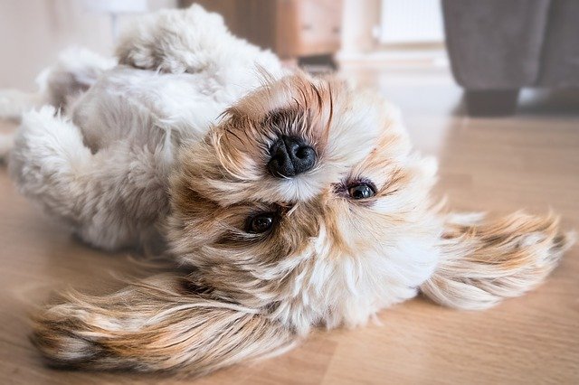 Vinyl Flooring vs Tiles: Which Is the Best for dogs?
